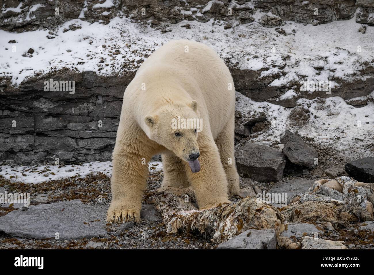 Ours polaire (Ursus maritimus) à la langue qui sort en mangeant la carcasse d'un petit rorqual mort échoué sur la côte de Wahlbergoya Banque D'Images