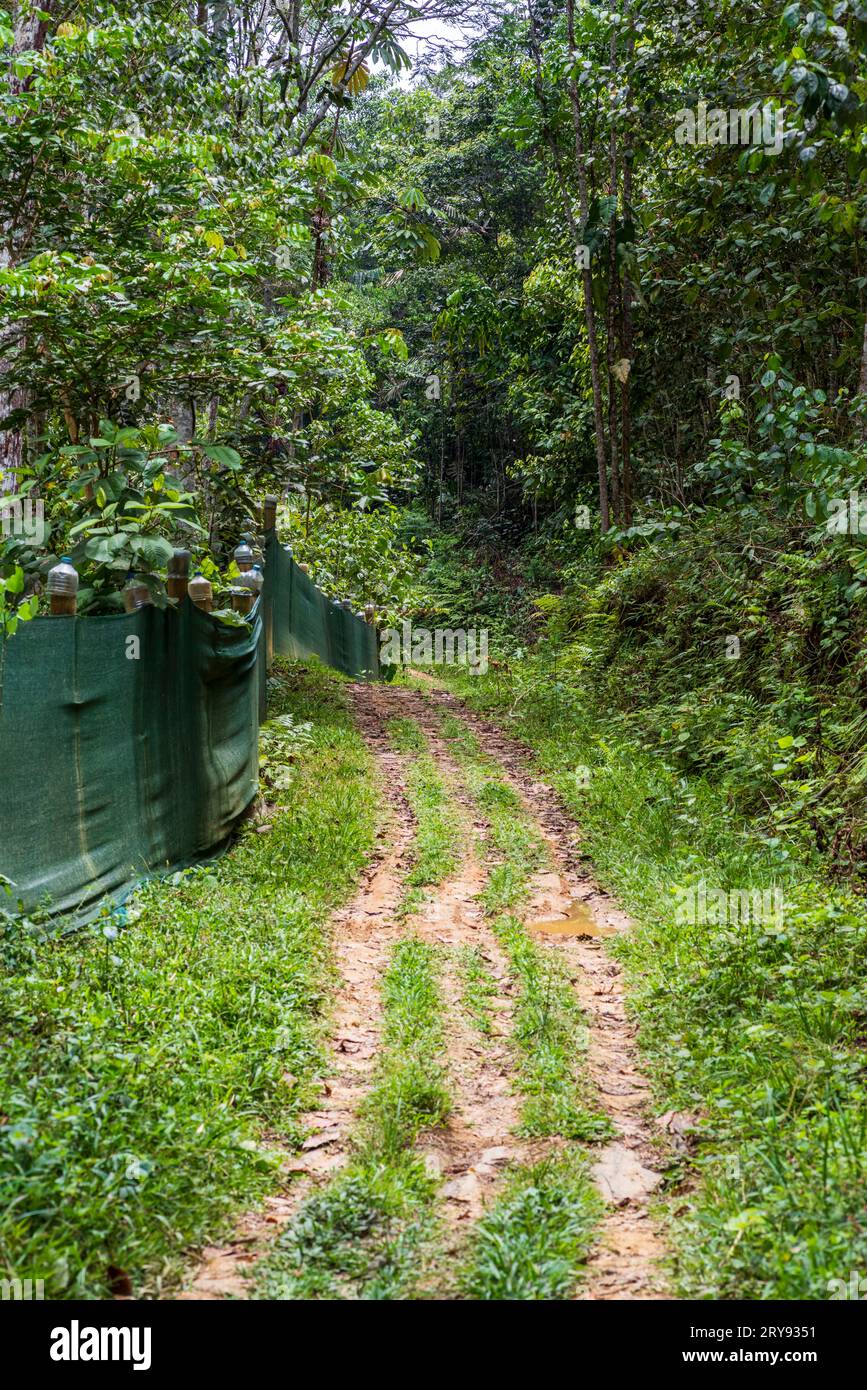 Forêt tropicale amazonienne dans le Tingo Maria, région de Huanuco, Perú. Banque D'Images