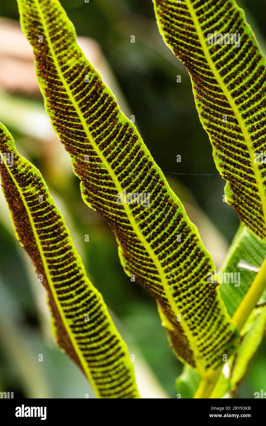 Fougère amazonienne dans la forêt tropicale, Tingo Maria, Perú. Banque D'Images