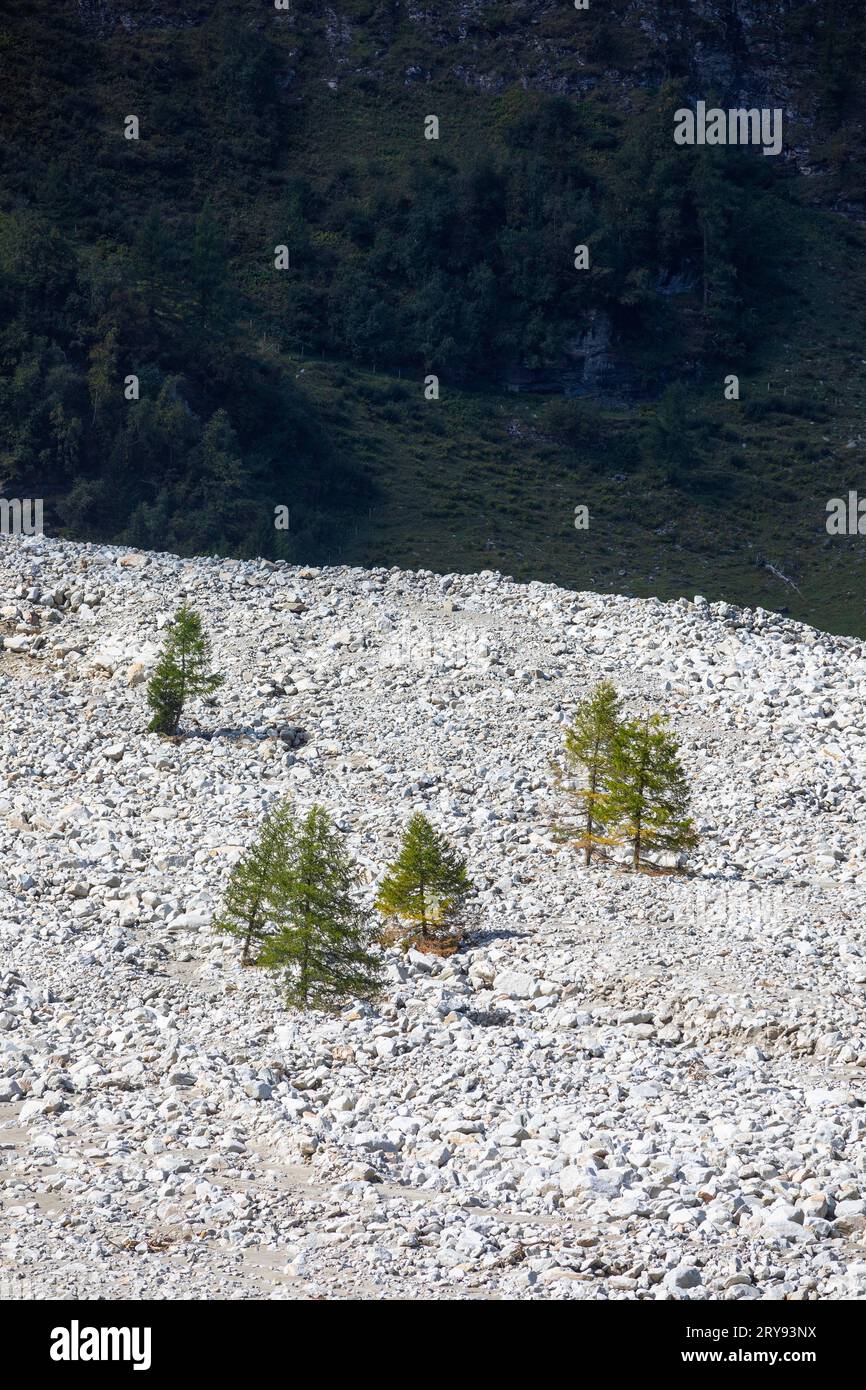 Accumulation de débris après tempête à Kolm Saigurn, Rauriser Tal, Rauris, Parc National Hohe Tauern, Pinzgau, Salzburger Land, Autriche Banque D'Images