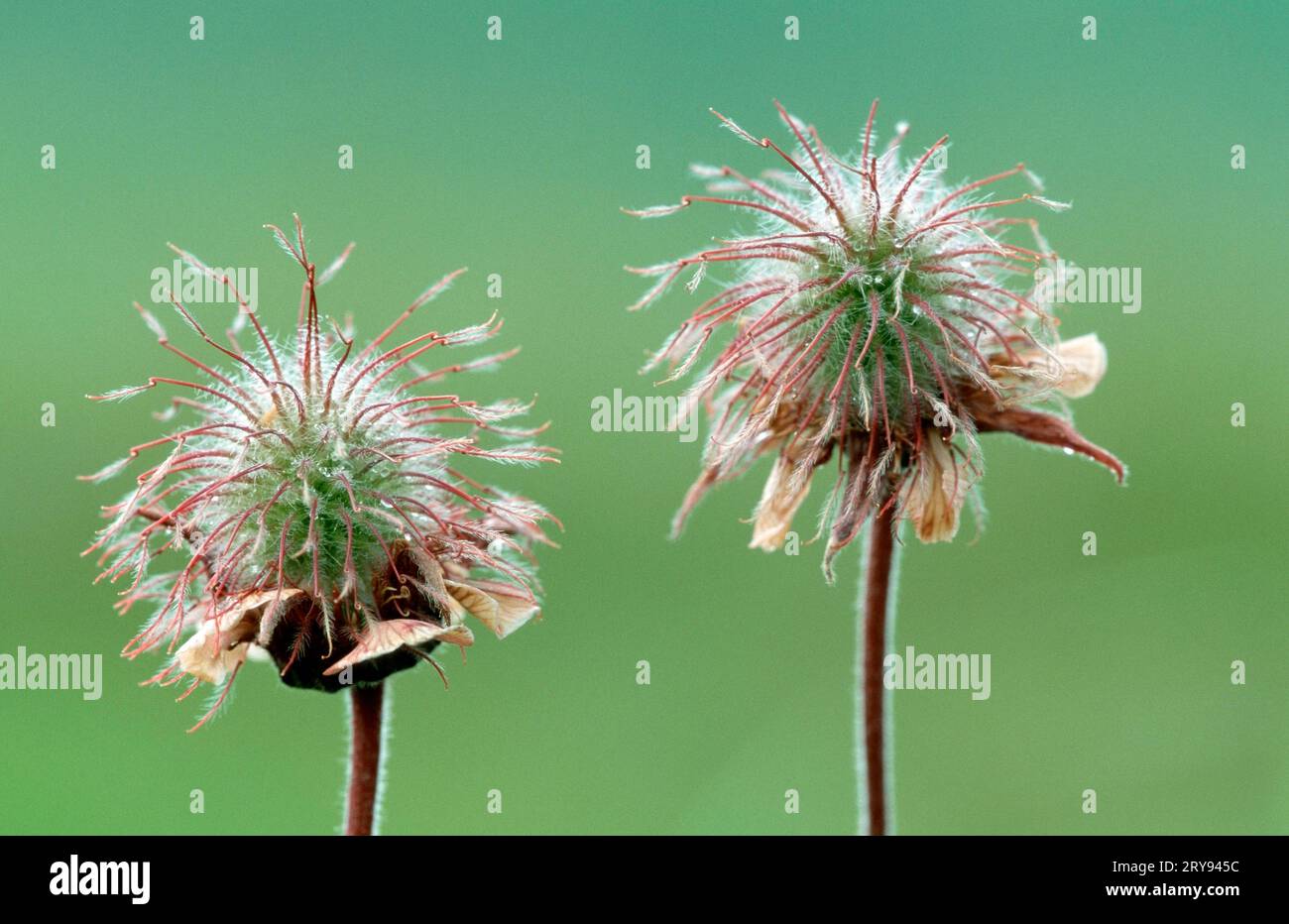 Venins d'eau (Geum rivale), racine d'oeillet d'eau Banque D'Images