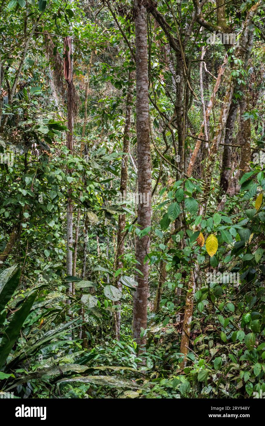 Forêt tropicale amazonienne dans le Tingo Maria, région de Huanuco, Perú. Banque D'Images