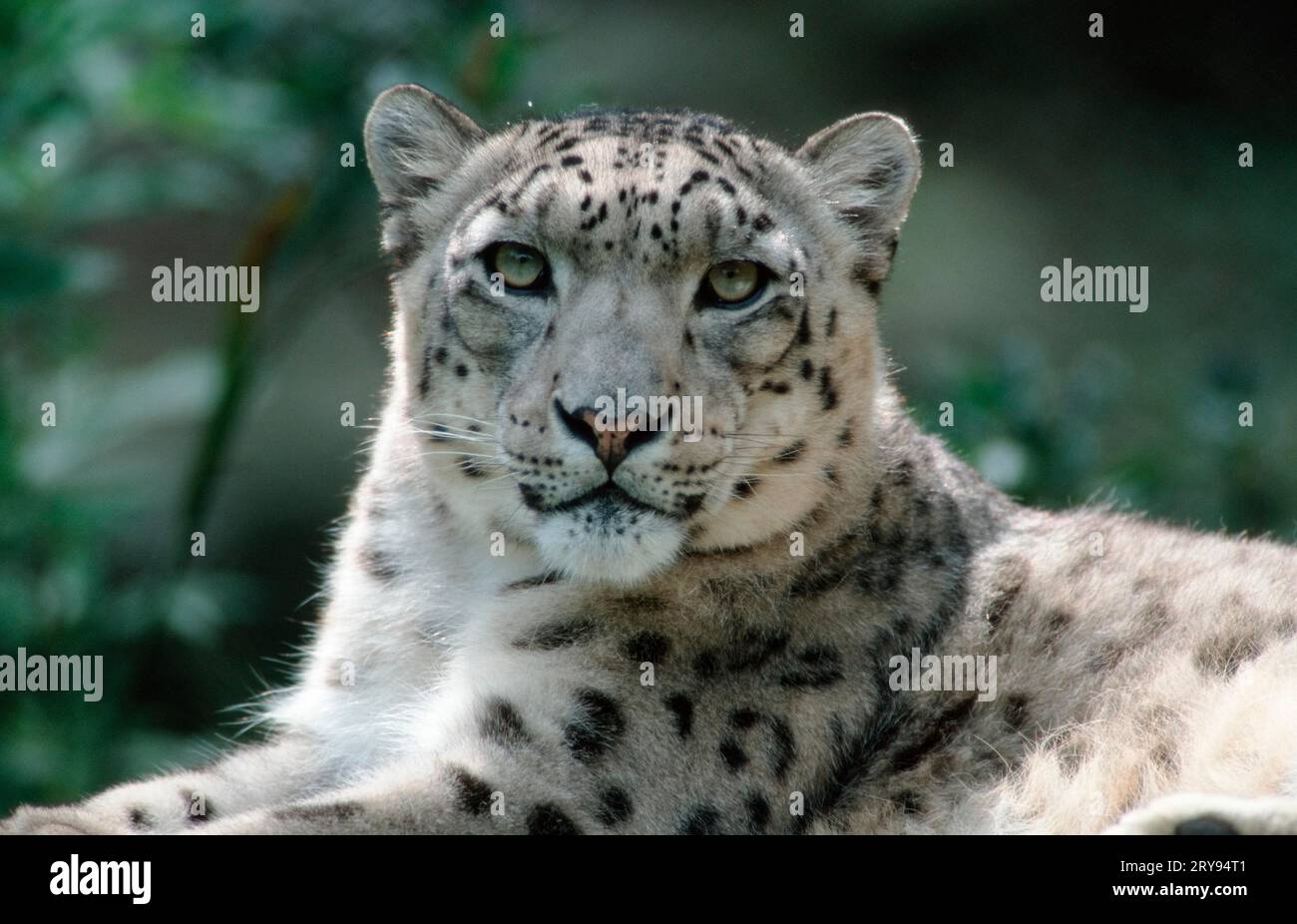 Léopard des neiges (Panthera unica) (Unica unica unica) Banque D'Images