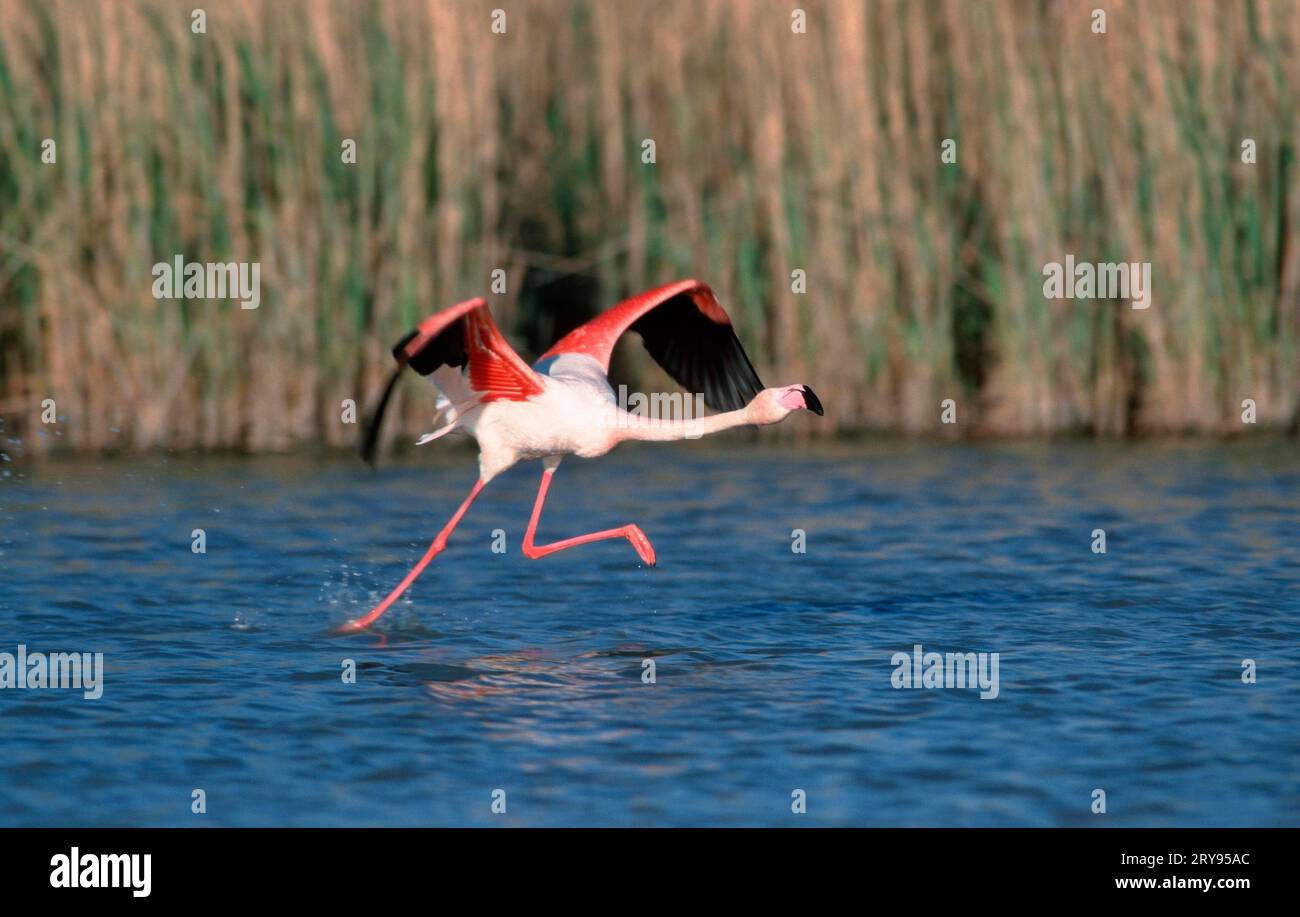 Grand flamant rose (Phoenicopterus ruber roseus), Camargue, Sud de la France Banque D'Images