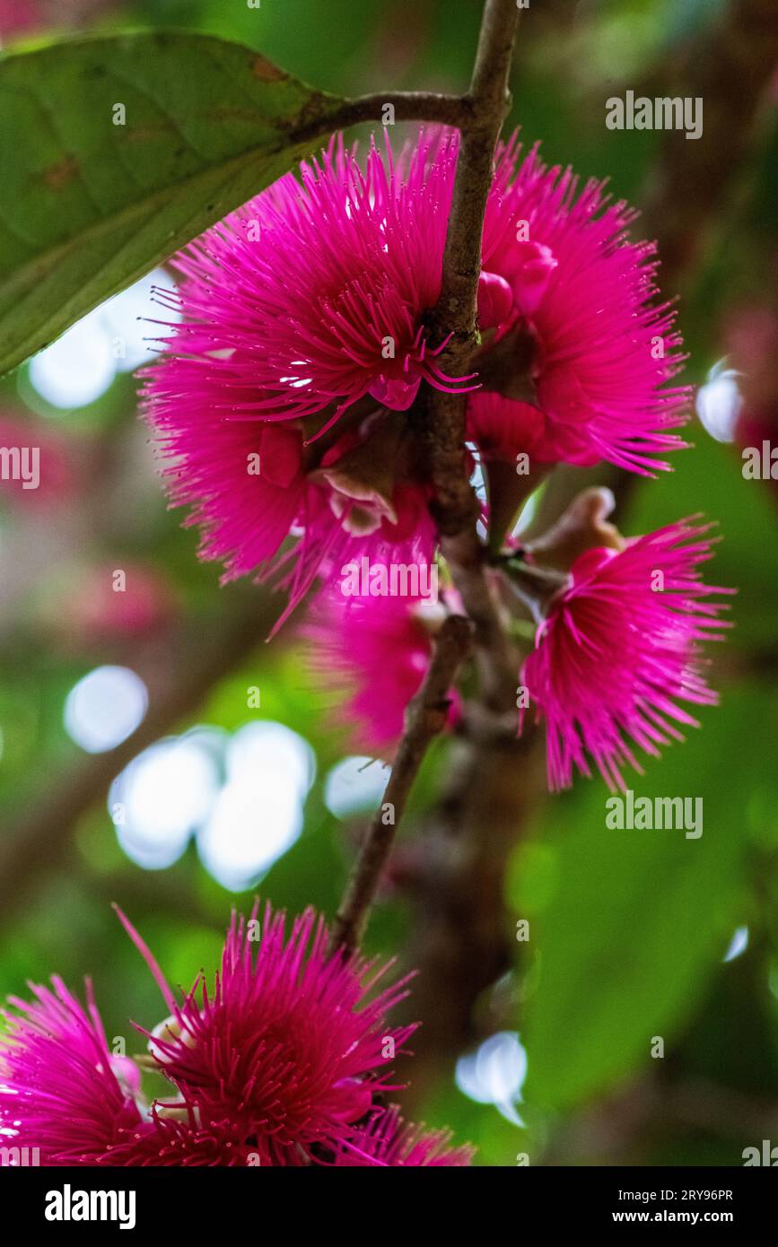 fleur de jambos syzygium Banque D'Images