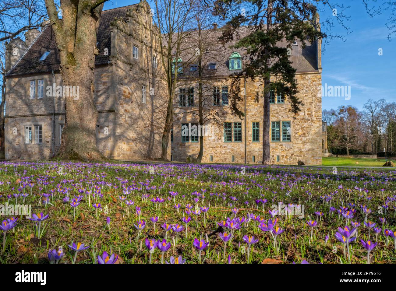 Fleur de printemps devant le château de Stadthagen Allemagne Banque D'Images