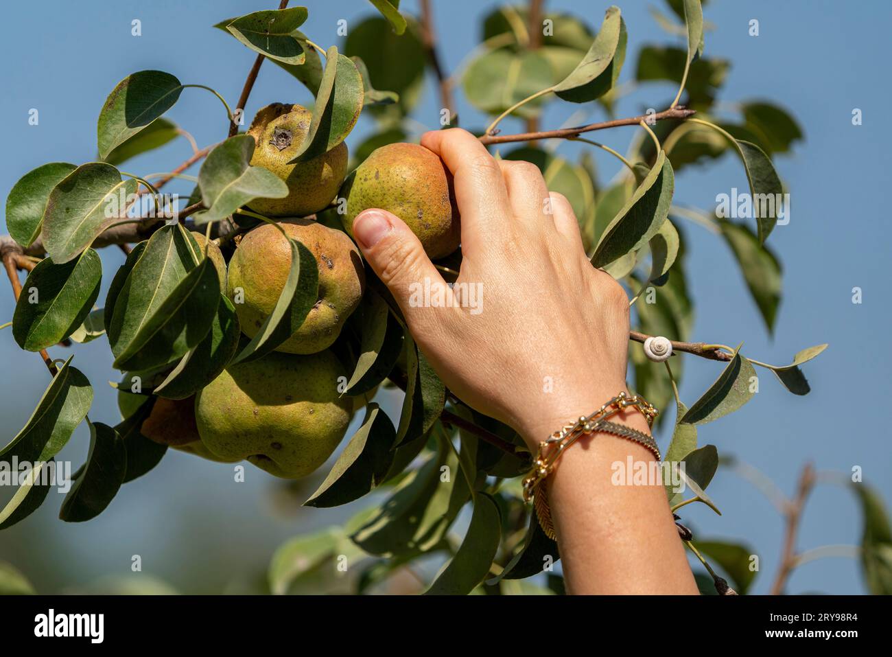 La main de la femme cueillant des fruits. cueillir une poire dans une branche. Banque D'Images