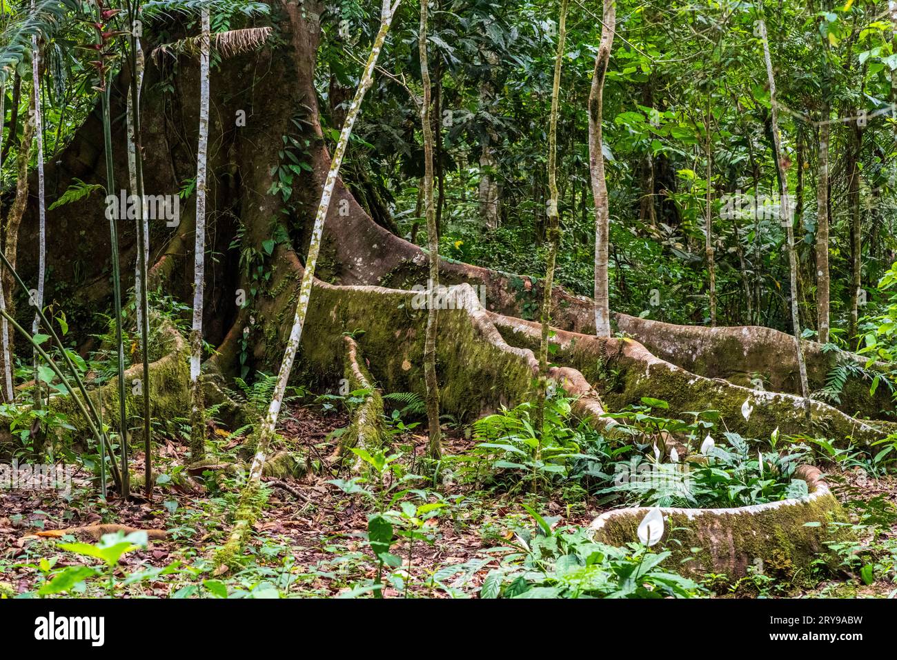Forêt tropicale amazonienne dans le Tingo Maria, région de Huanuco, Perú. Banque D'Images