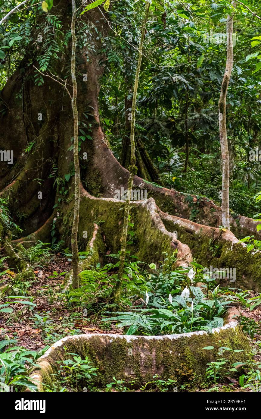 Forêt tropicale amazonienne dans le Tingo Maria, région de Huanuco, Perú. Banque D'Images