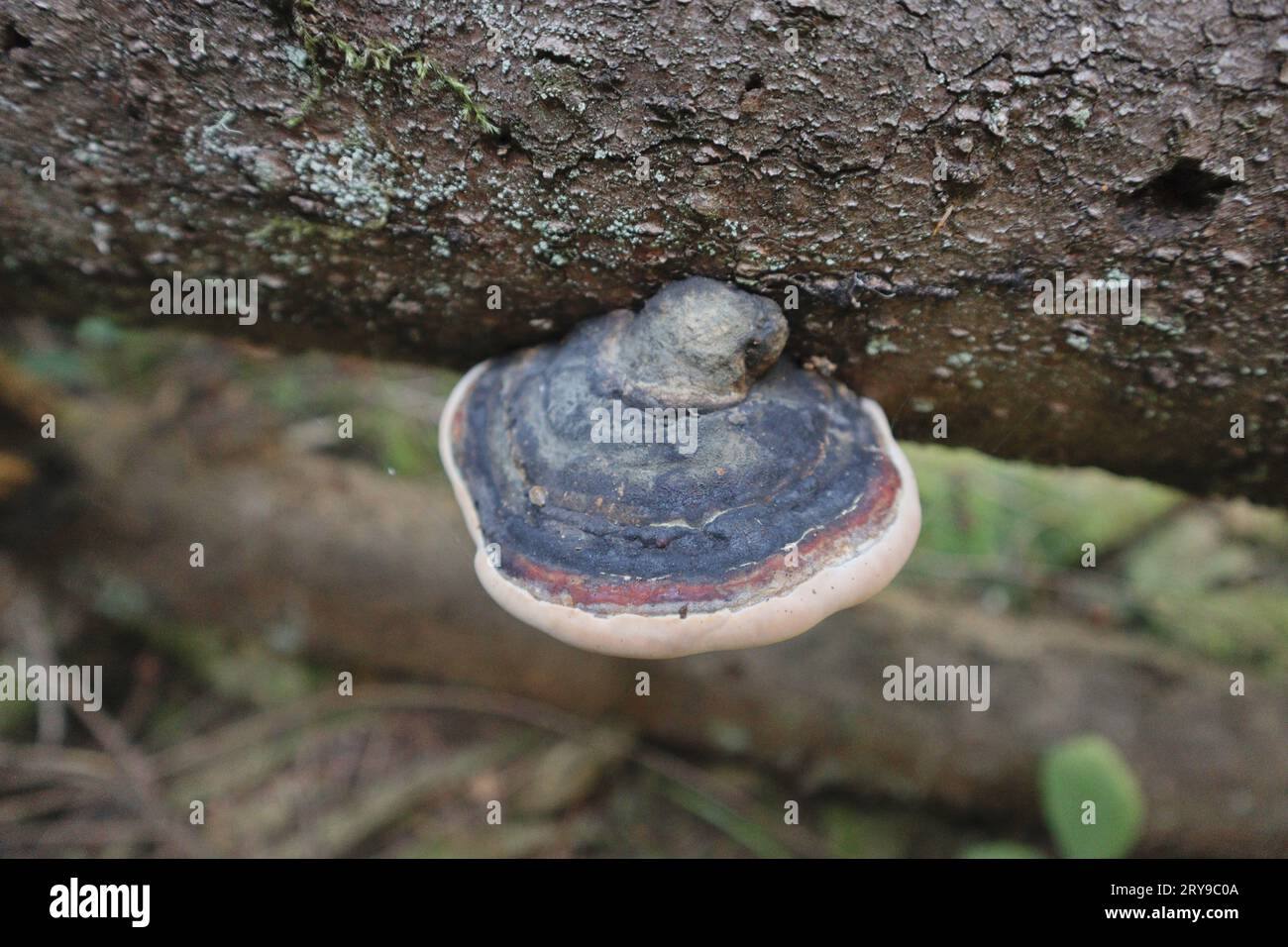 Polypore à bandes rouges (Fomitopsis pinicola) poussant sur un tronc d'arbre tombé. Trouvé dans les bois de Saratoga sur l'île de Whidbey. Banque D'Images