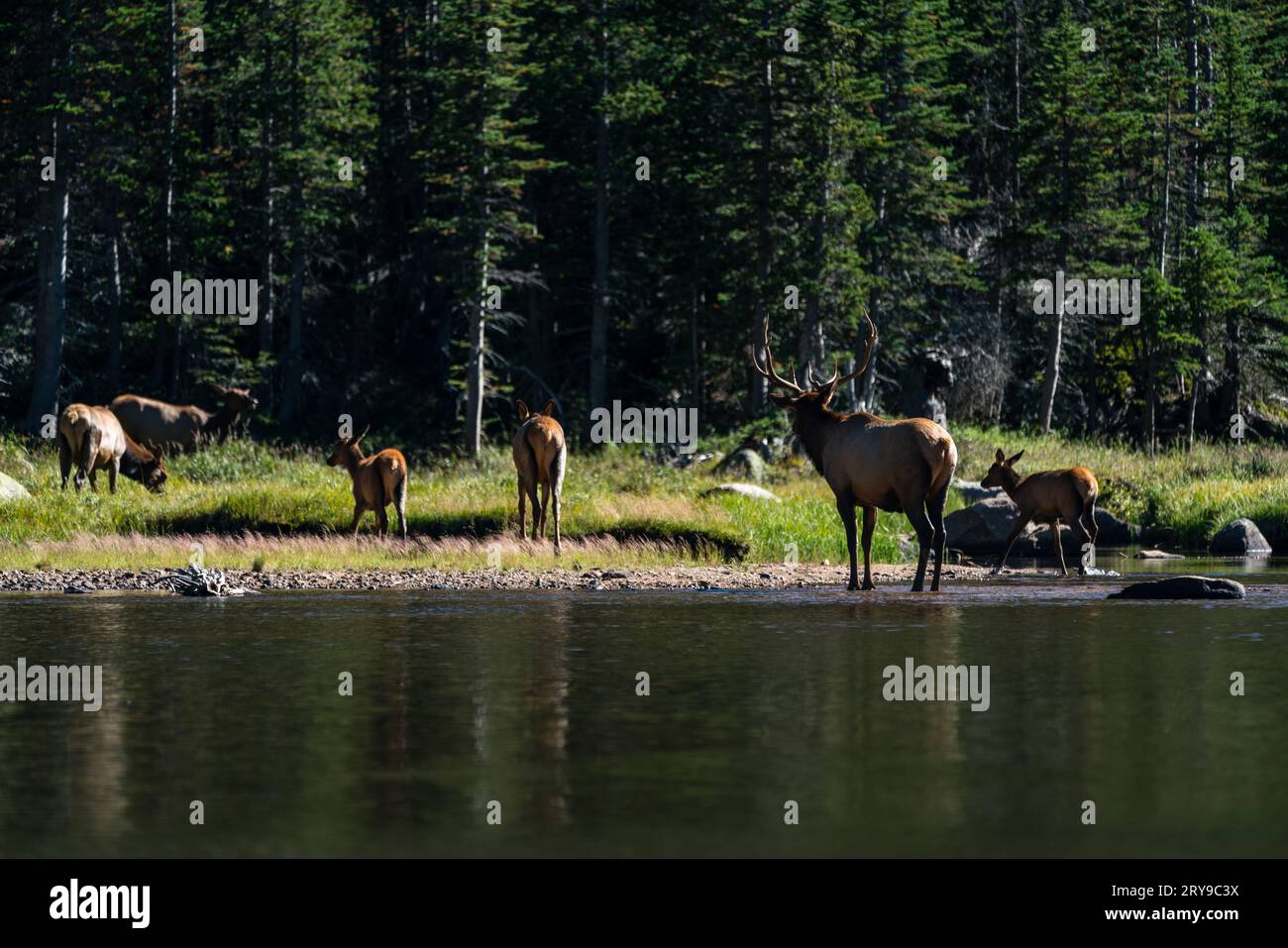 Un wapitis à Mills Lake, dans le parc national des montagnes Rocheuses. Estes Park, Colorado. Banque D'Images