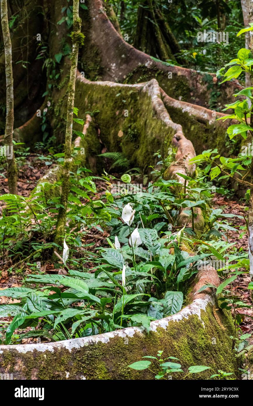 Forêt tropicale amazonienne dans le Tingo Maria, région de Huanuco, Perú. Banque D'Images