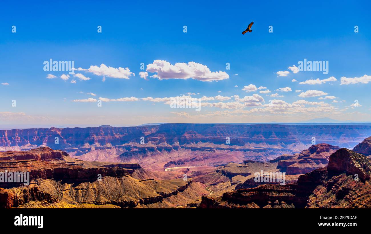Condor de Californie survole le Grand Canyon au Walhalla Overlook sur la rive nord du parc national du Grand Canyon, Arizona, États-Unis Banque D'Images