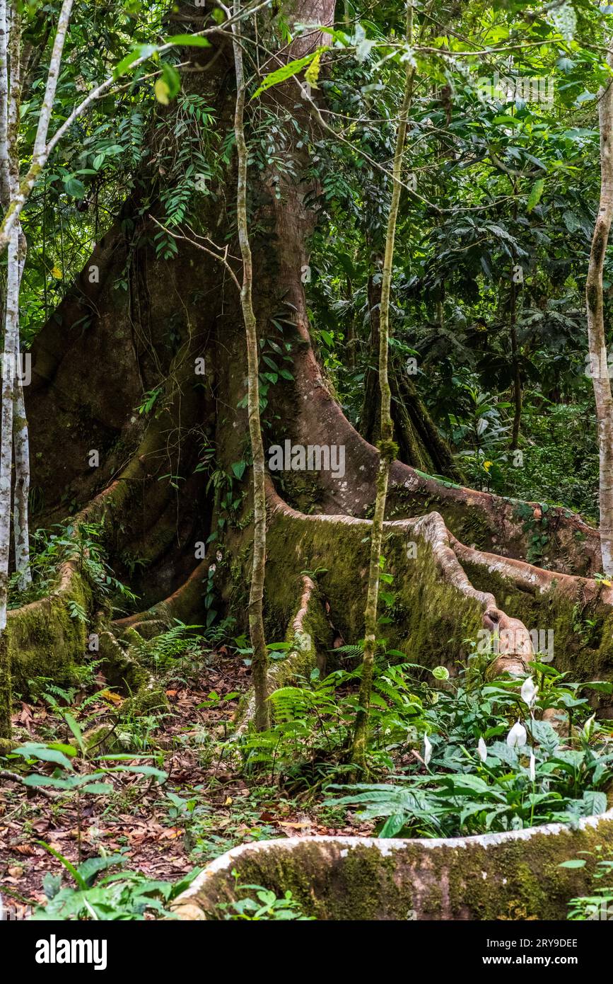 Forêt tropicale amazonienne dans le Tingo Maria, région de Huanuco, Perú. Banque D'Images