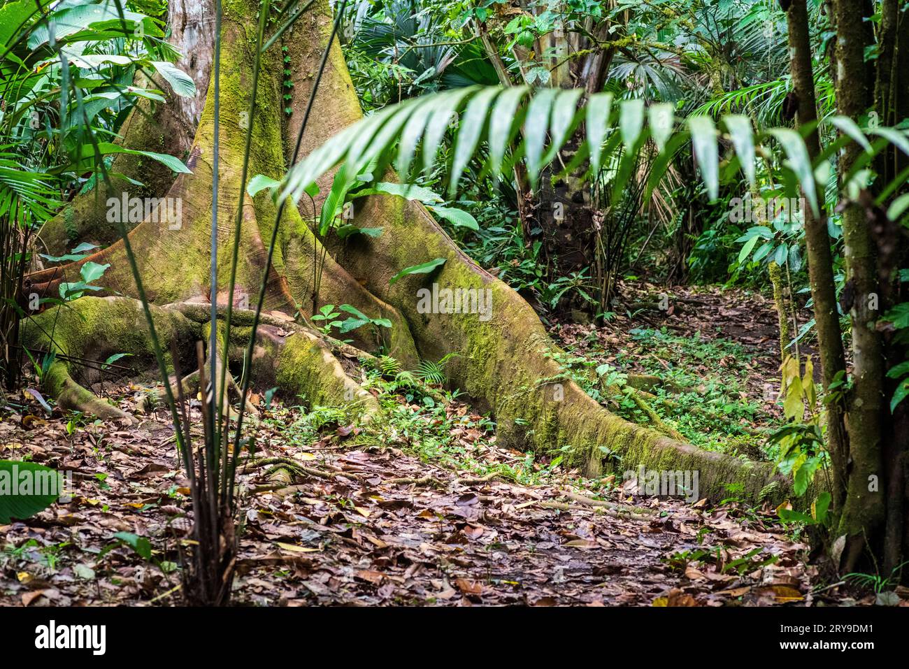 Forêt tropicale amazonienne dans le Tingo Maria, région de Huanuco, Perú. Banque D'Images
