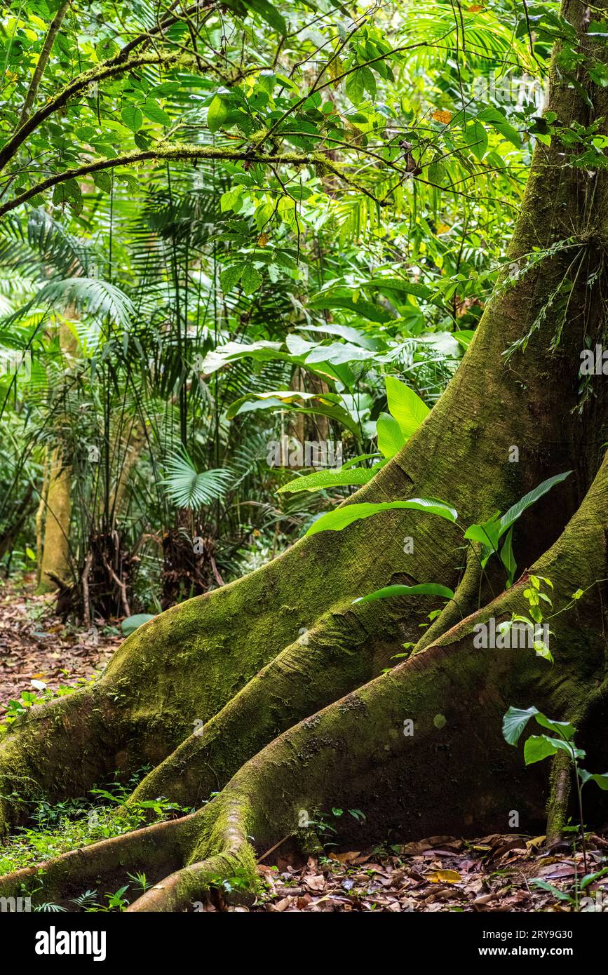 Forêt tropicale amazonienne dans le Tingo Maria, région de Huanuco, Perú. Banque D'Images