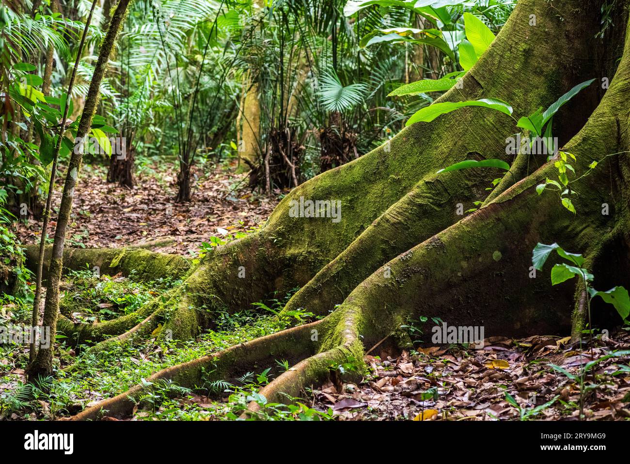 Forêt tropicale amazonienne dans le Tingo Maria, région de Huanuco, Perú. Banque D'Images
