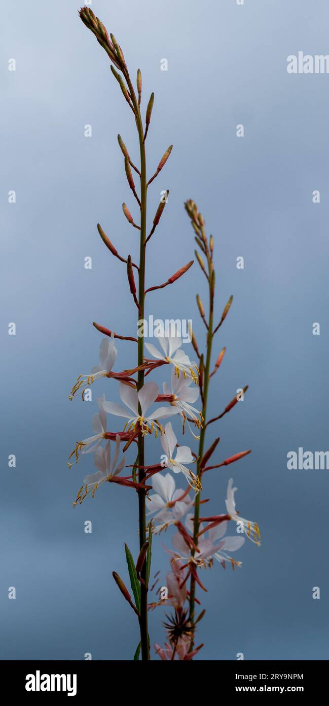 Longues tiges saules de blanc de pic pâle Gaura ou Whirling Butterfly Flowers contre un ciel nuageux bleu gris orageux, Australie Banque D'Images