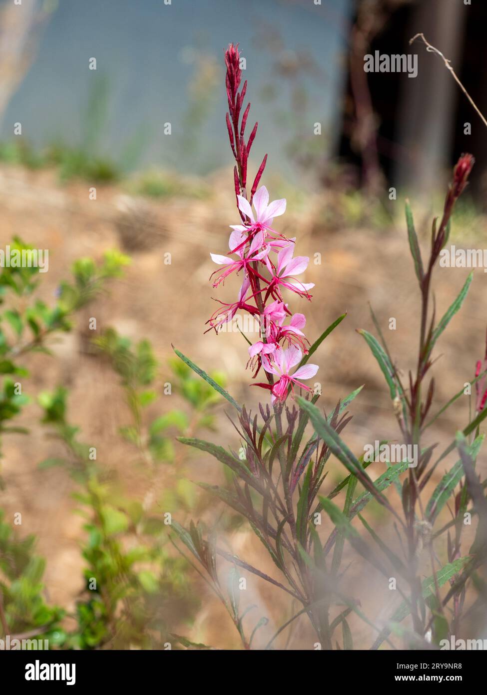 Pink Gaura ou Whirling Butterfly Flowers dans un jardin australien en désordre Banque D'Images