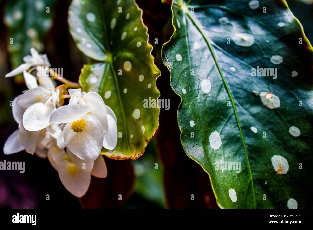 Pédale blanche avec jaune à l'intérieur et feuilles tachetées blanches Banque D'Images