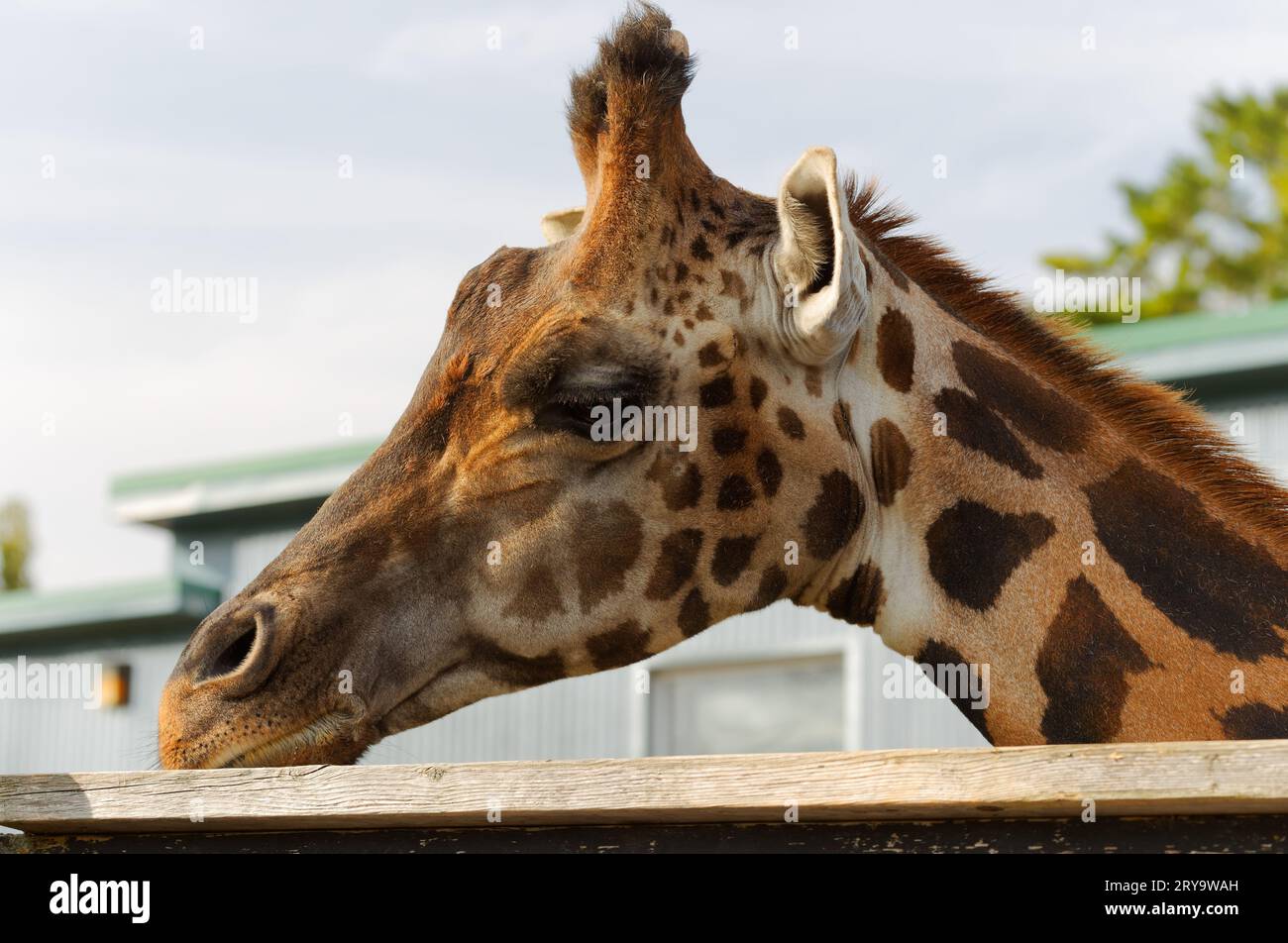 Girafe tête abattu dans un zoo. Québec, Canada Banque D'Images