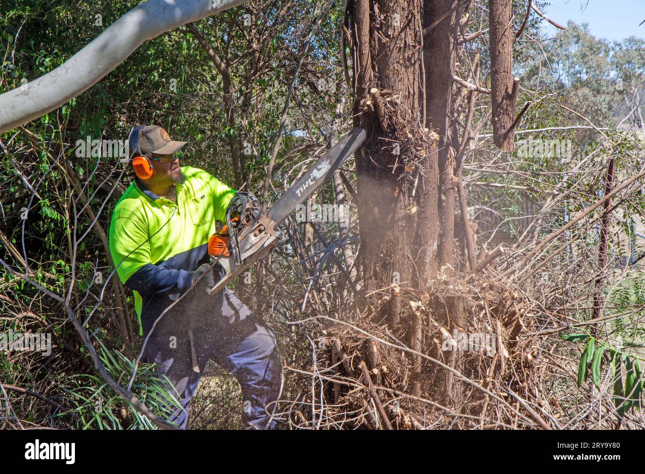 Homme utilisant une tronçonneuse pour couper les branches au milieu des sous-bois emmêlés, Banque D'Images