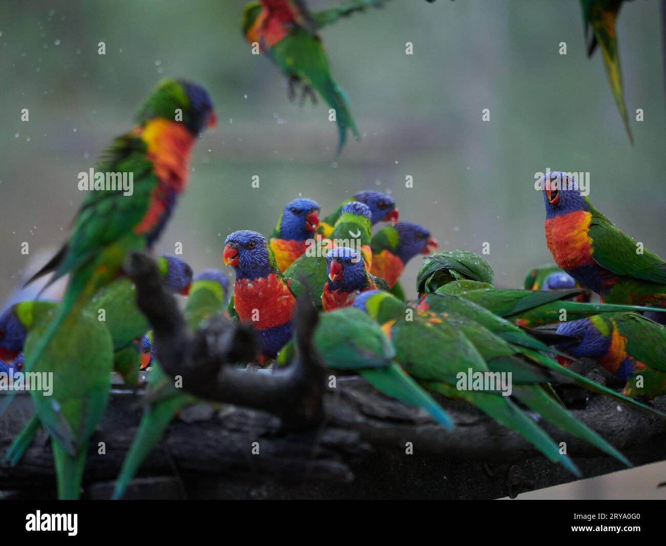 Rainbow Lorikeets se nourrissant à un poste d'alimentation fait par l'homme à Cania gorge Queensland Australie, des oiseaux aux couleurs vives et fougueux en vert, orange et bleu Banque D'Images
