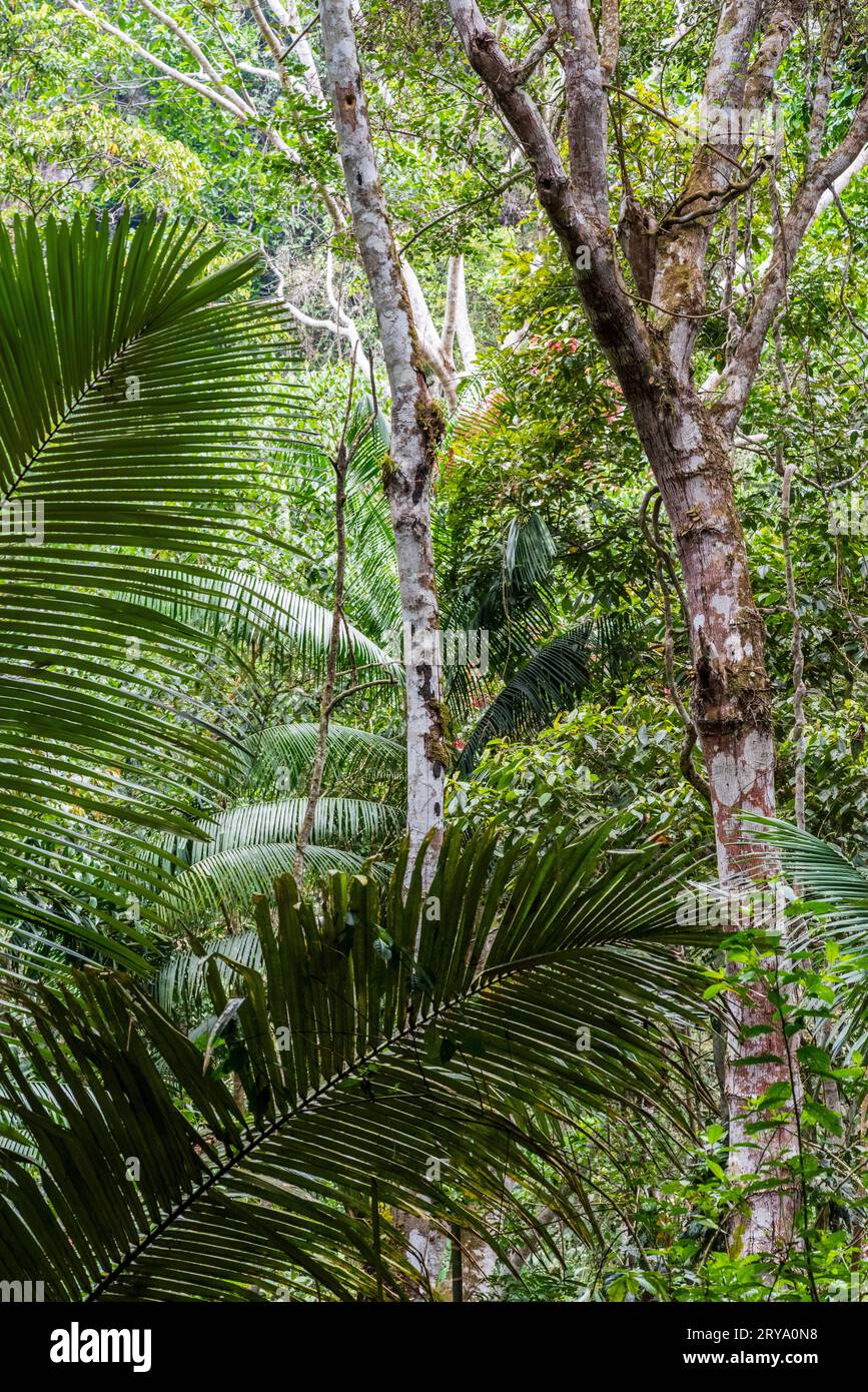 Forêt tropicale amazonienne dans le Tingo Maria, région de Huanuco, Perú. Banque D'Images