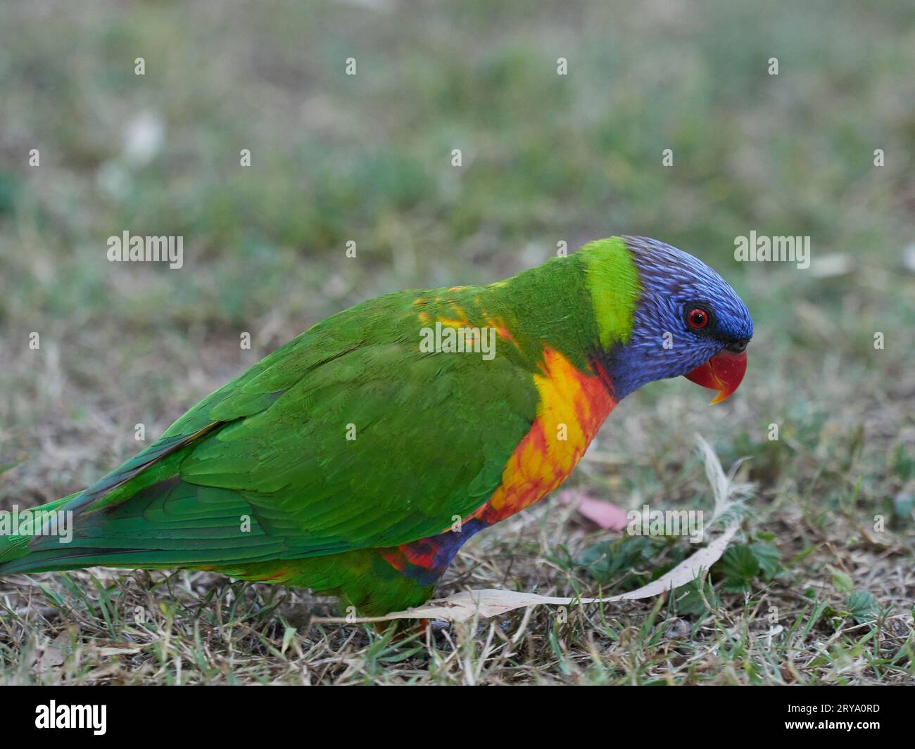 Rainbow Lorikeets se nourrissant à un poste d'alimentation fait par l'homme à Cania gorge Queensland Australie, des oiseaux aux couleurs vives et fougueux en vert, orange et bleu Banque D'Images