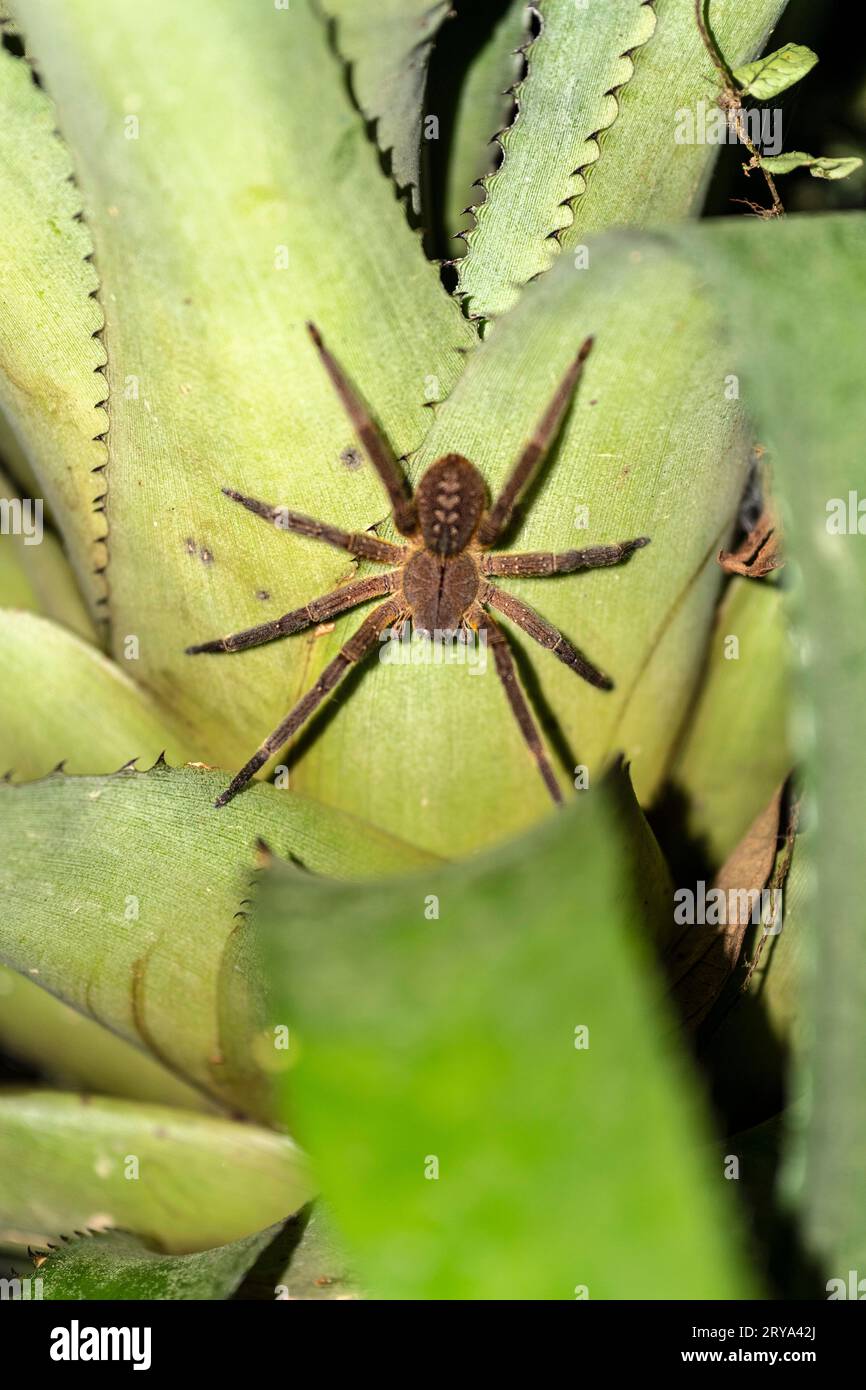 Phoneutria fera (araignée banane) Banque D'Images