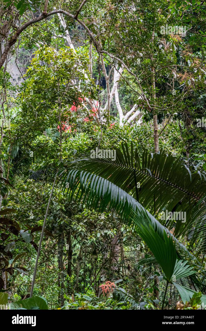 Forêt tropicale amazonienne dans le Tingo Maria, région de Huanuco, Perú. Banque D'Images