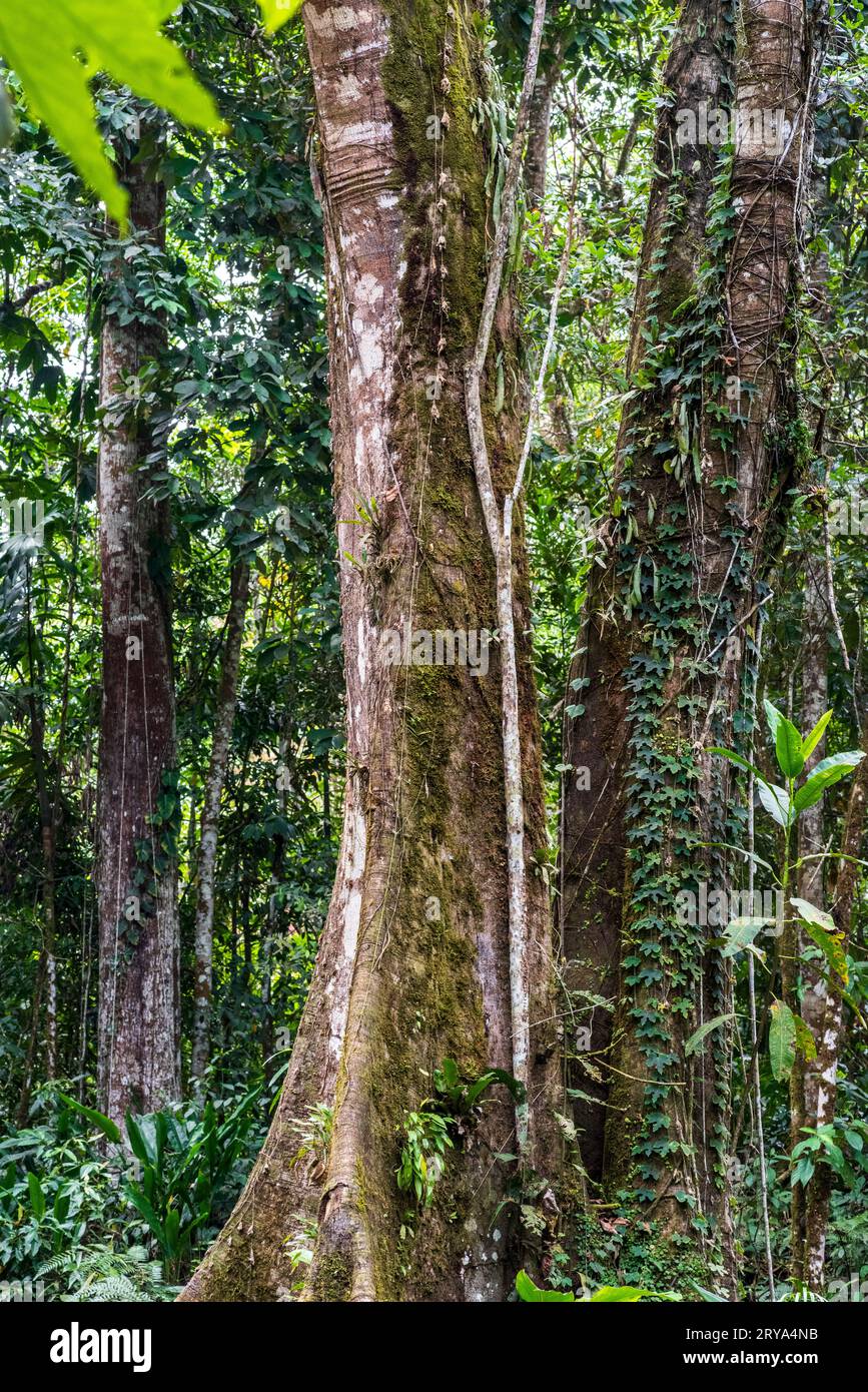 Forêt tropicale amazonienne dans le Tingo Maria, région de Huanuco, Perú. Banque D'Images