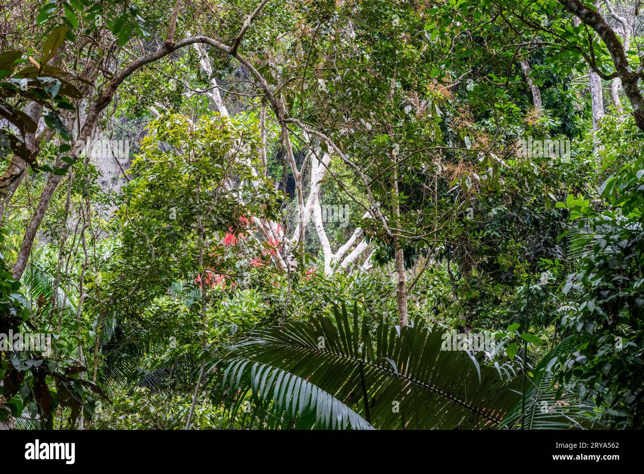 Forêt tropicale amazonienne dans le Tingo Maria, région de Huanuco, Perú. Banque D'Images