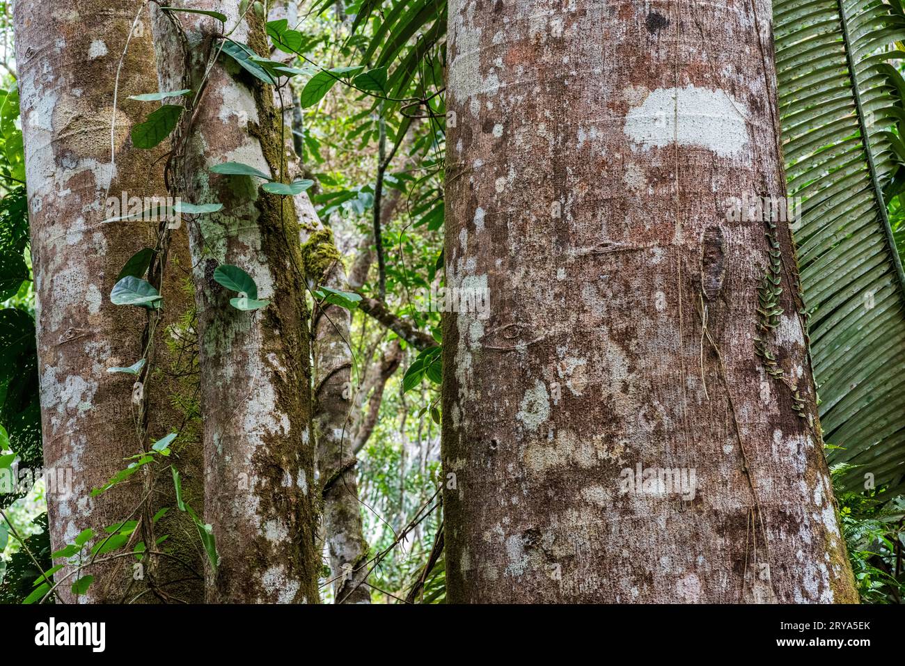 Forêt tropicale amazonienne dans le Tingo Maria, région de Huanuco, Perú. Banque D'Images