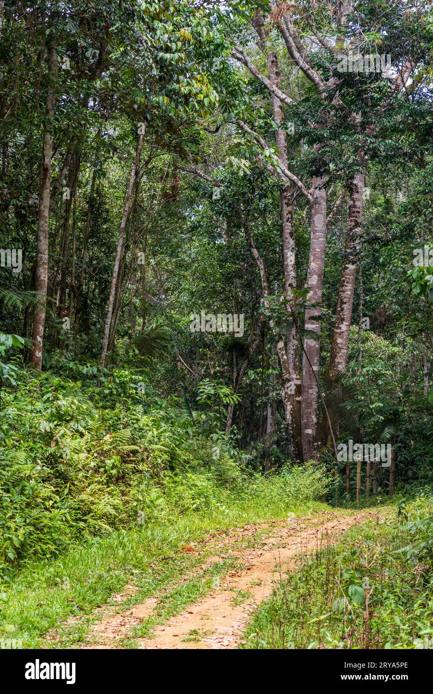 Forêt tropicale amazonienne dans le Tingo Maria, région de Huanuco, Perú. Banque D'Images