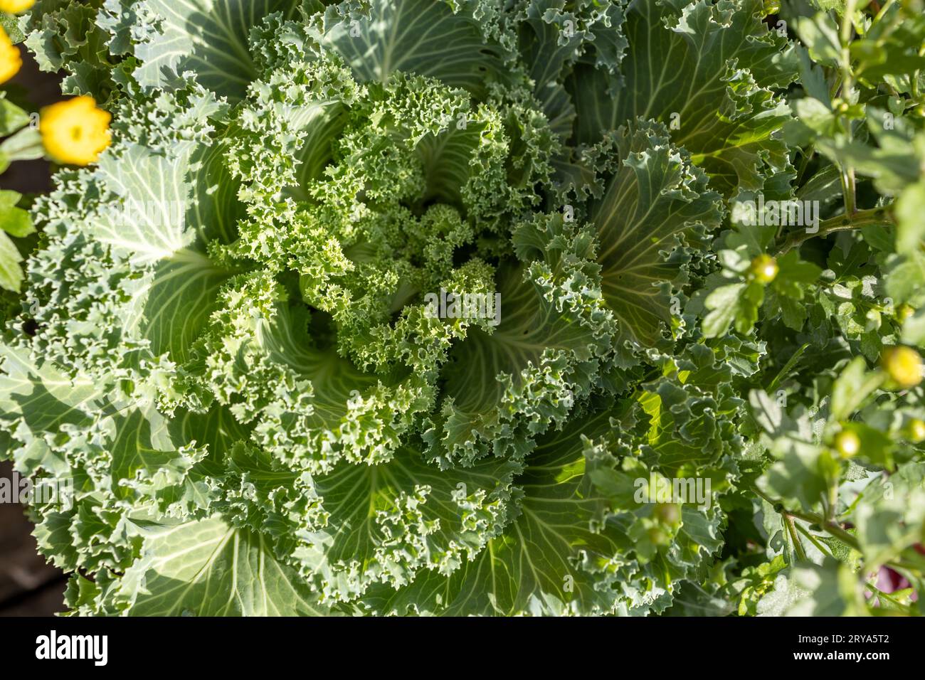 Fond de texture plein cadre d'une plante de chou frisé ornemental dans un cadre extérieur ensoleillé Banque D'Images