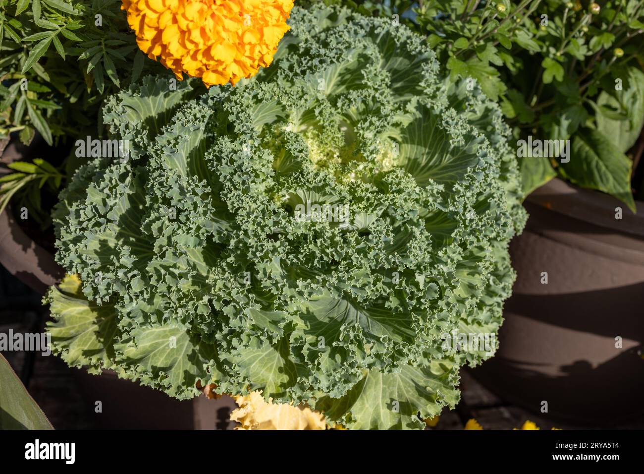 Gros plan de fond de texture de chou frisé ornemental dans un groupe de plantes en pot à fleurs d'automne en plein air Banque D'Images