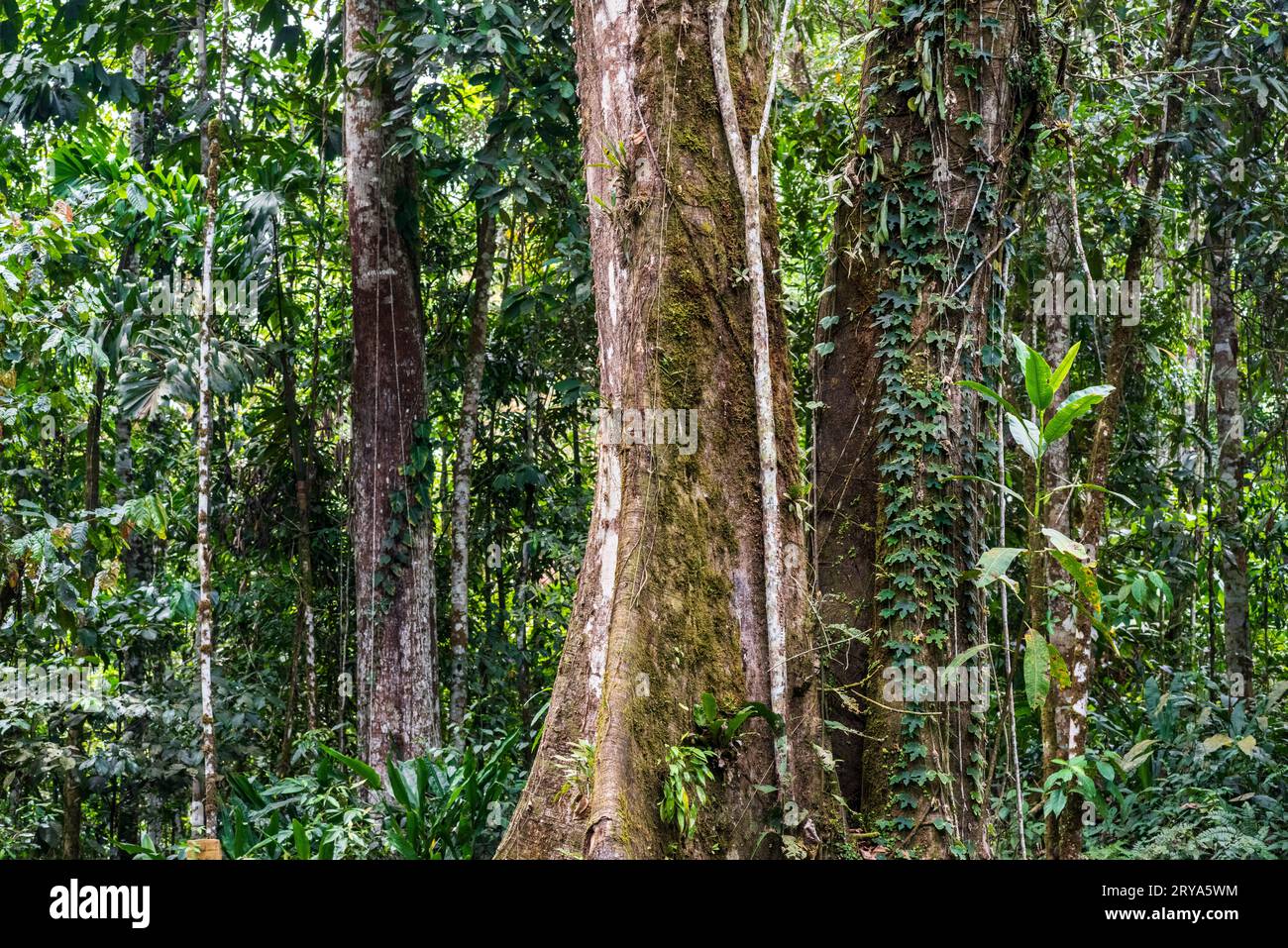 Forêt tropicale amazonienne dans le Tingo Maria, région de Huanuco, Perú. Banque D'Images