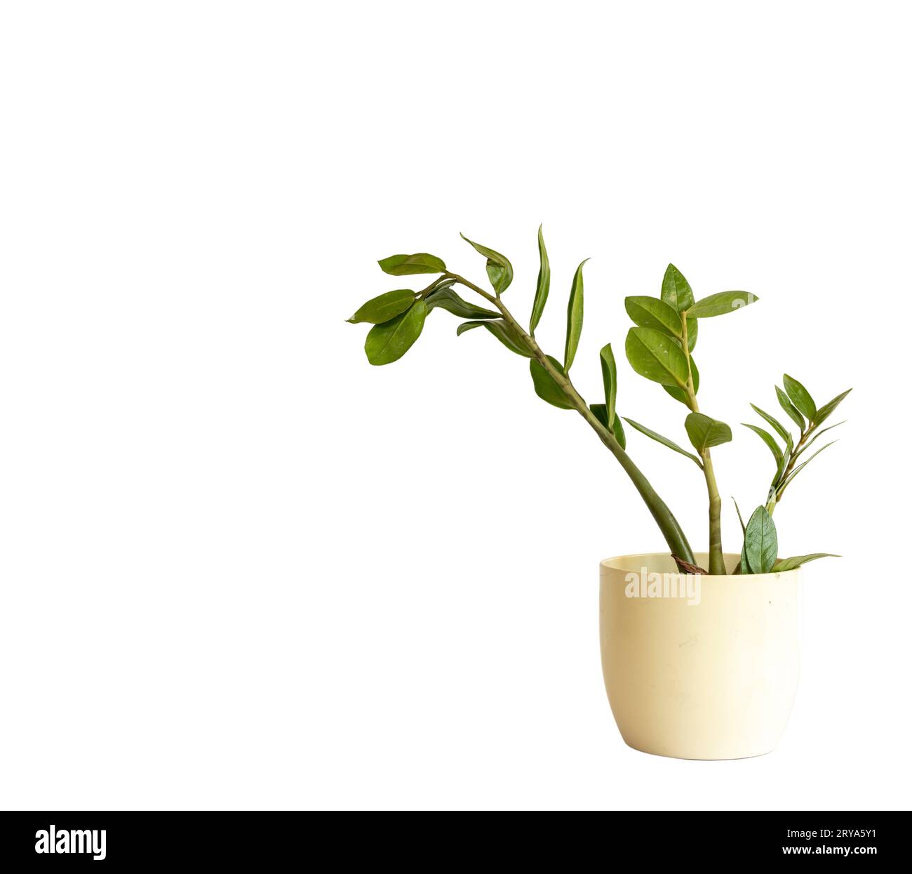 Zamioculcas Zamiifolia plante verte isolée sur fond blanc Banque D'Images