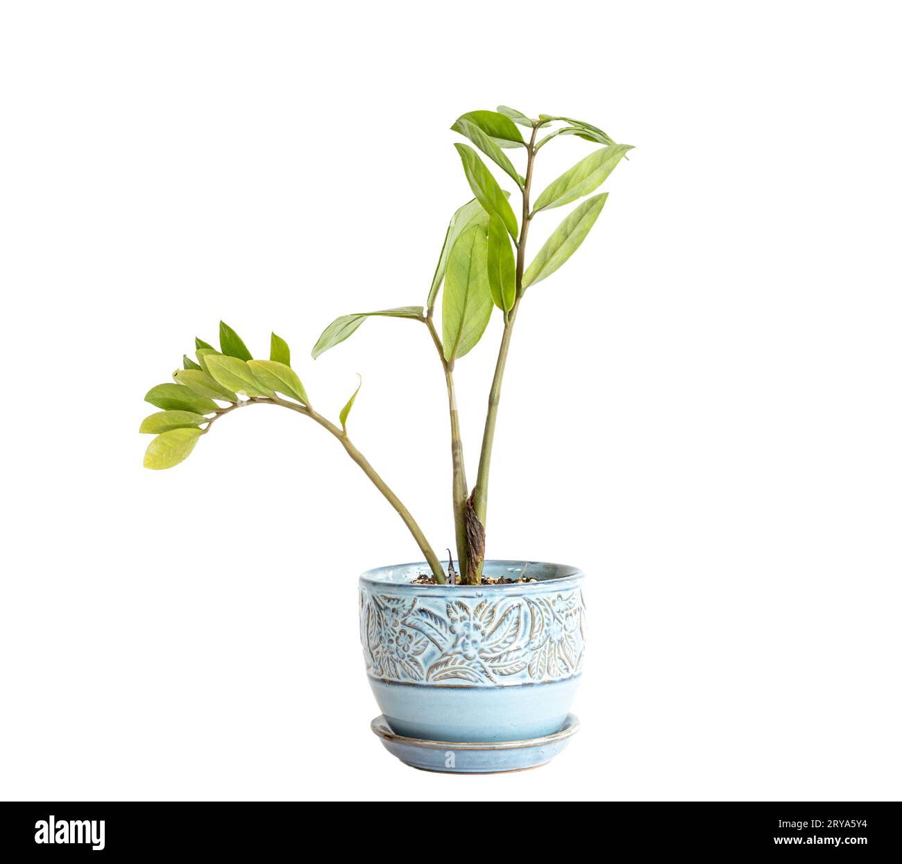 Caméléon ZZ Plant est une nouvelle variété spectaculaire de Zamioculcas Zamiifolia. Les nouvelles feuilles ont une teinte brillante de jaune doré avant de mûrir au vert foncé Banque D'Images