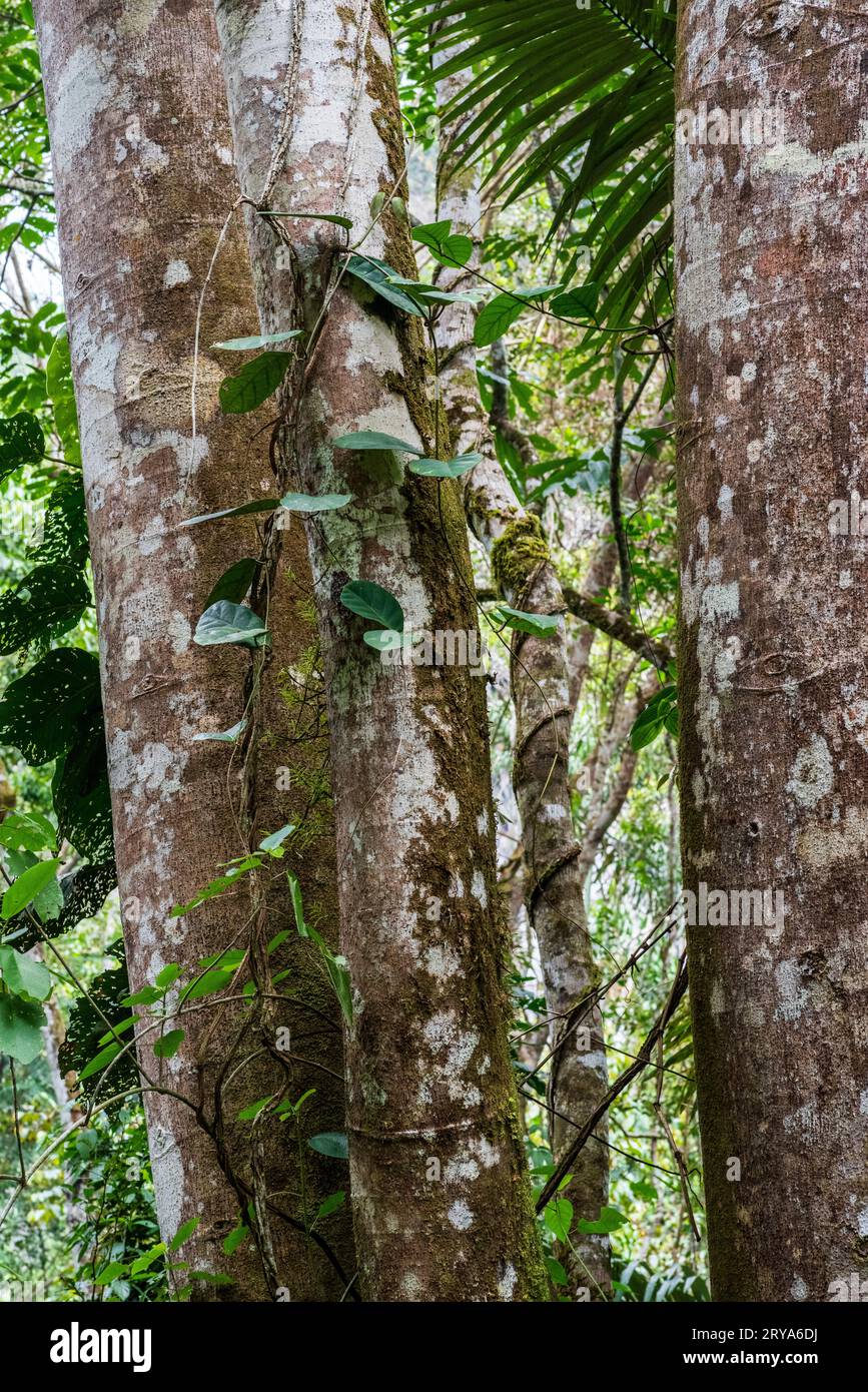Forêt tropicale amazonienne dans le Tingo Maria, région de Huanuco, Perú. Banque D'Images
