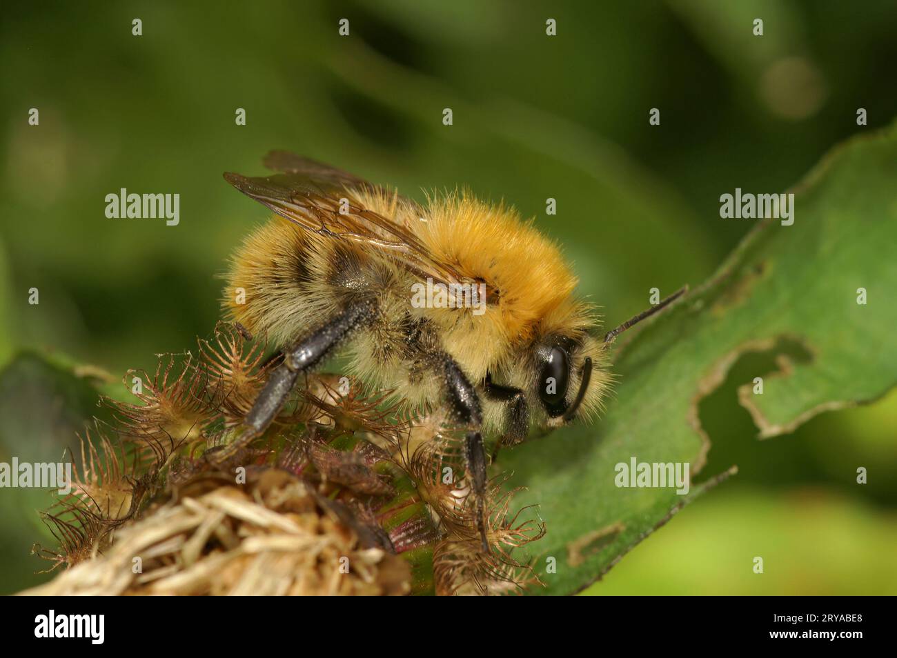 Gros plan naturel d'un ouvrier de couleur jaune inhabituelle de l'abeille cardeuse commune, Bombus pascuorum dans la végétation Banque D'Images