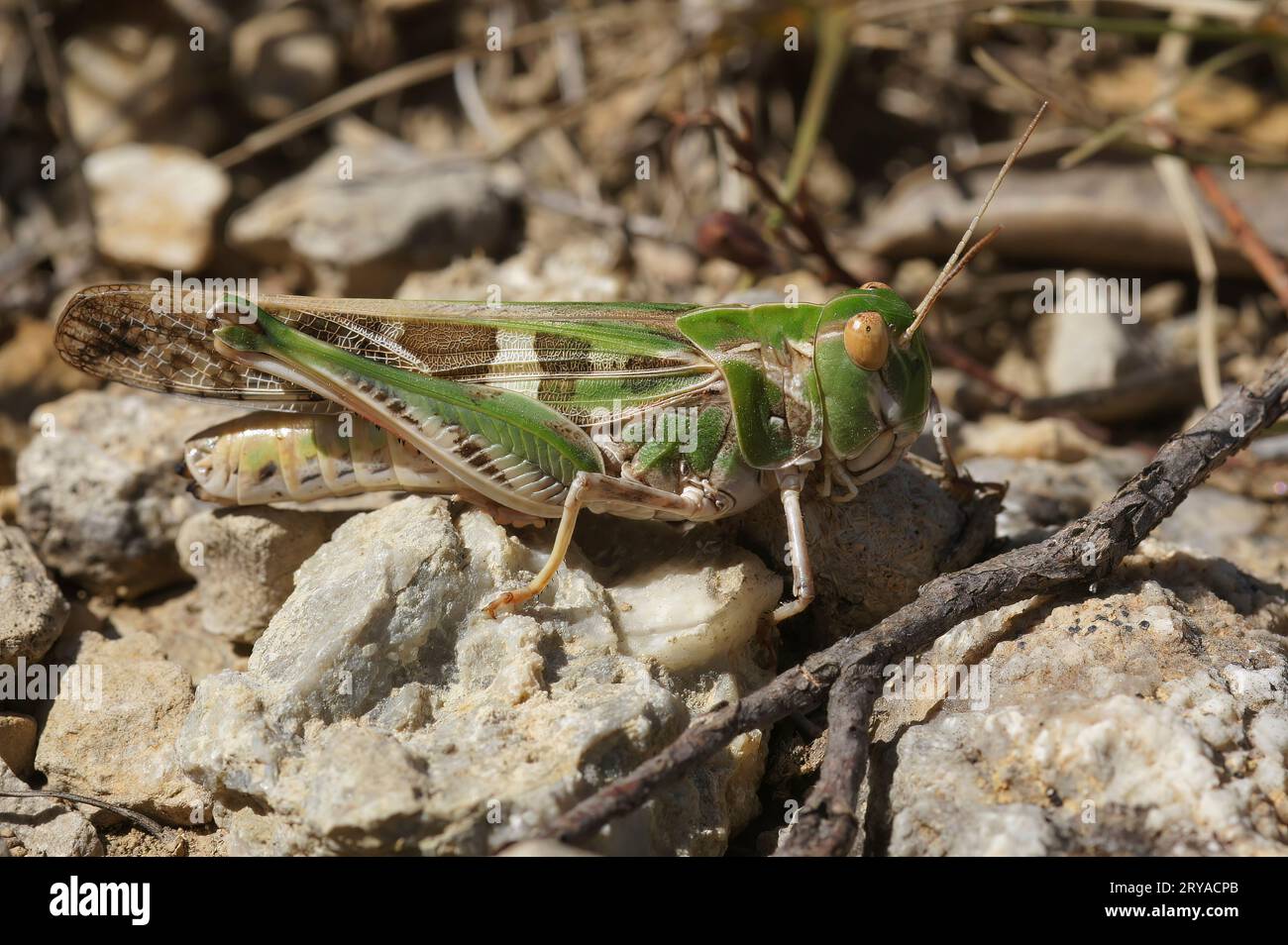 Gros plan détaillé sur la magnifique sauterelle méditerranéenne, Oedaleus decorus assis sur le sol Banque D'Images