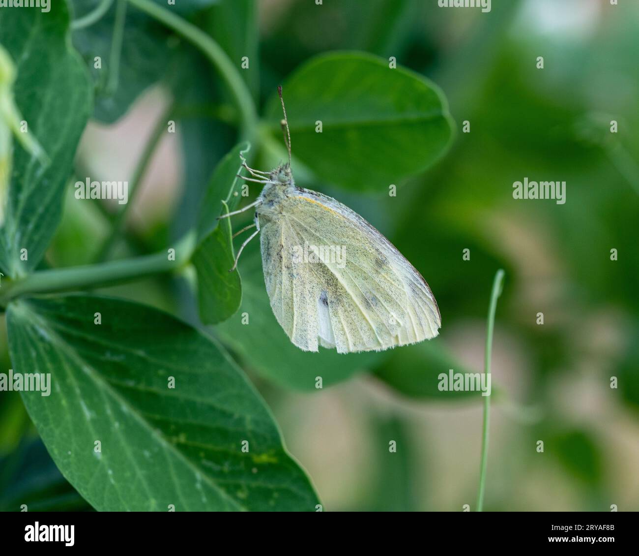 Papillon blanc chou sur feuilles vertes de pois dans un potager australien Banque D'Images