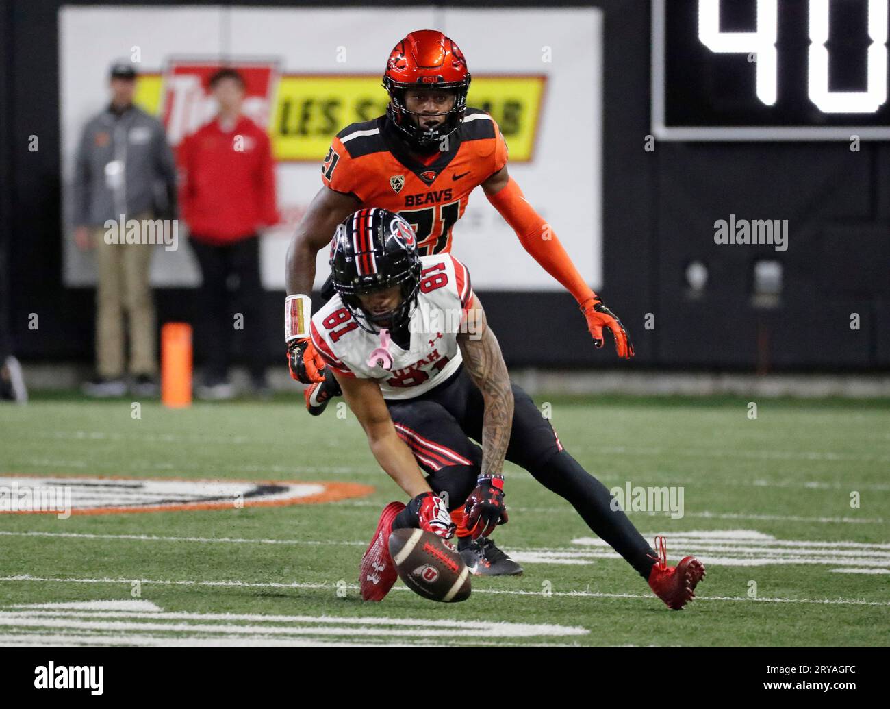 September 29, 2023: Utah Utes defensive end Connor O'Toole (81) misses a low thrown ball during the NCAA football game between the Utah Utes and the Oregon State Beavers at Reser Stadium, Corvallis, OR. Larry C. Lawson/CSM (Credit Image: © Larry C. Lawson/Cal Sport Media) (Cal Sport Media via AP Images) Banque D'Images