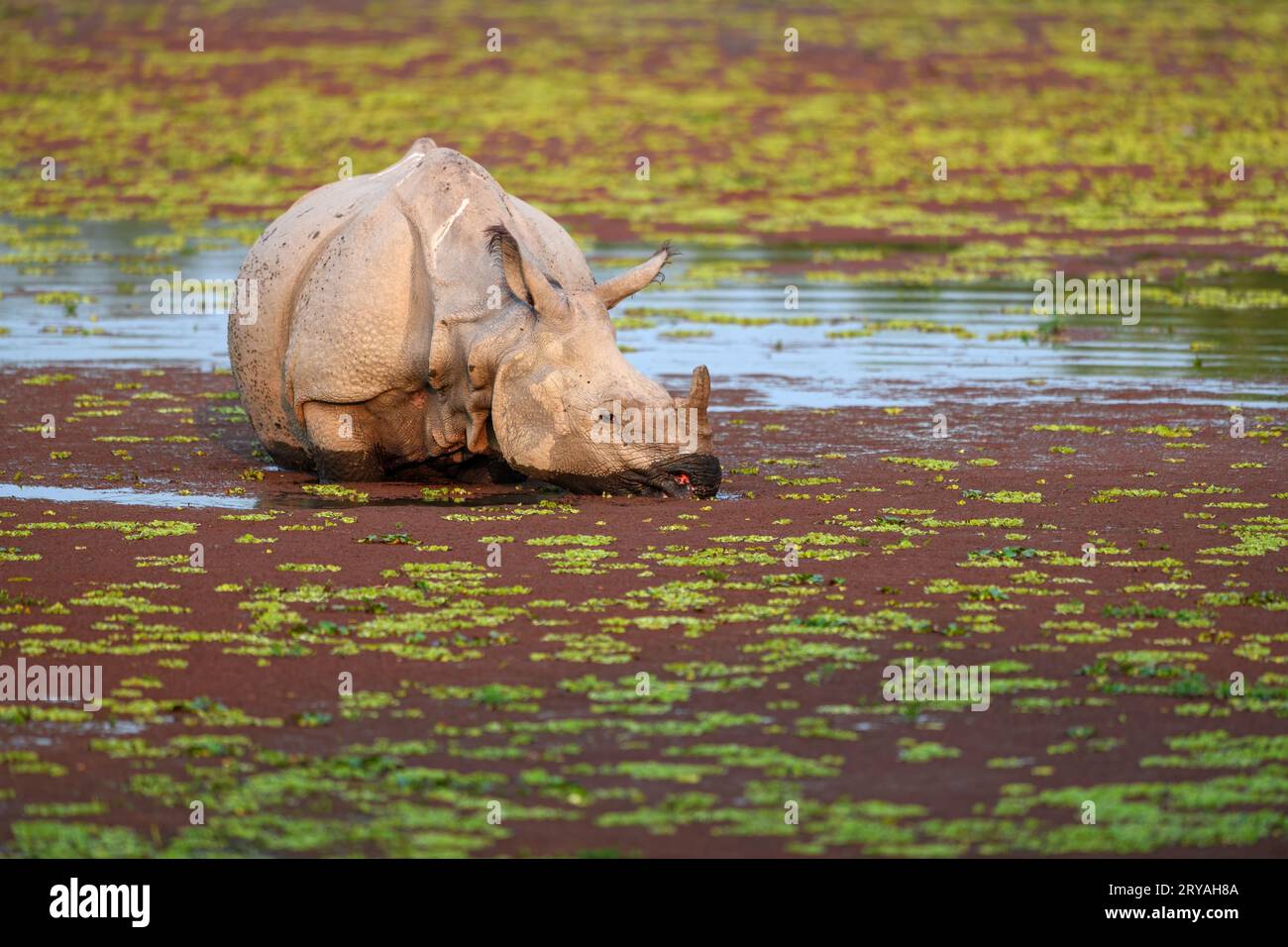 Gros plan d'un plus grand rhinocéros à cornes se nourrissant dans un lac couvert d'algues rouges au parc national de Kaziranga, Assam Banque D'Images