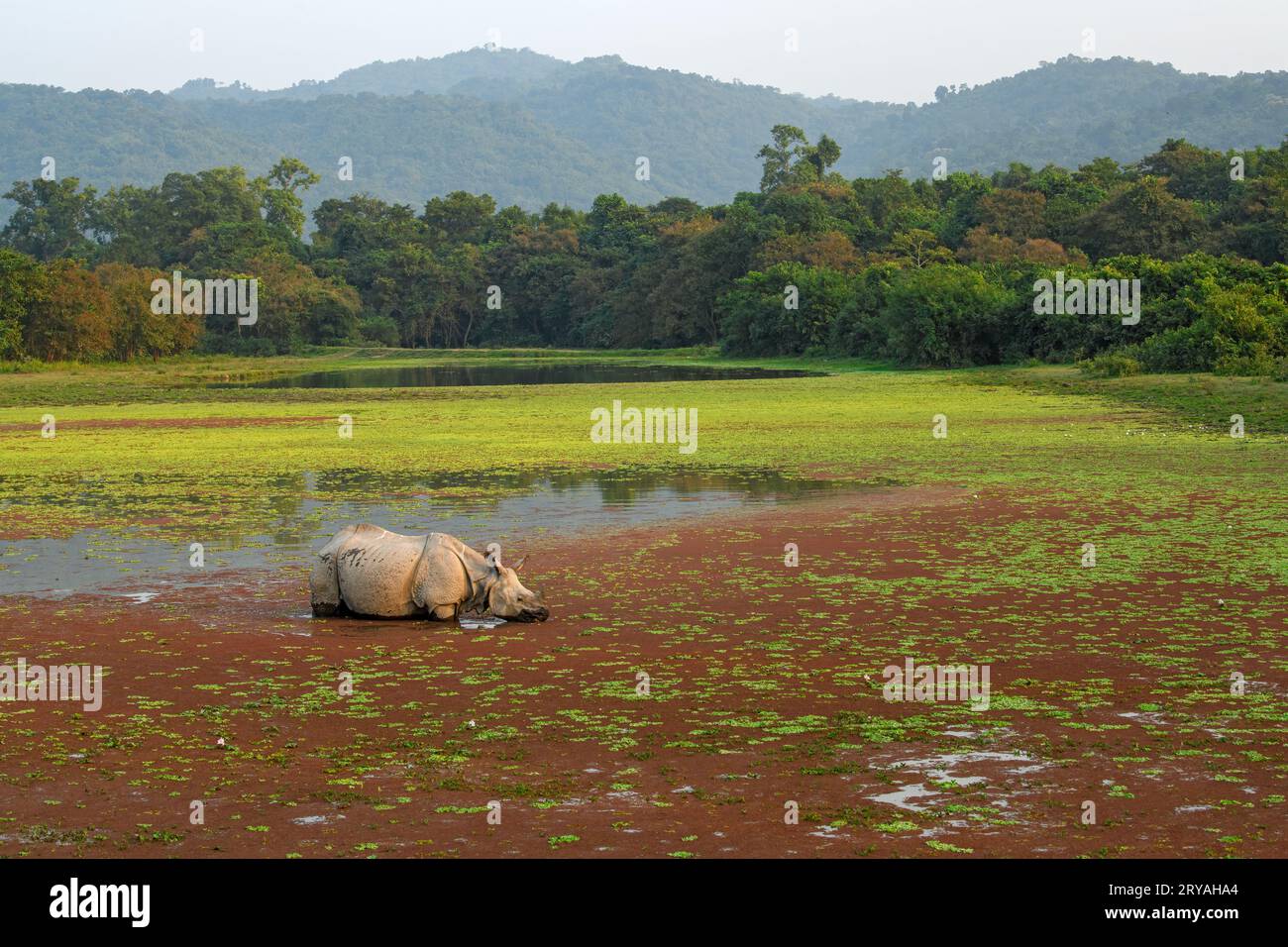 Image de l'habitat d'un rhinocéros à cornes dans un lac couvert d'algues rouges au parc national Kaziranga, Assam Banque D'Images