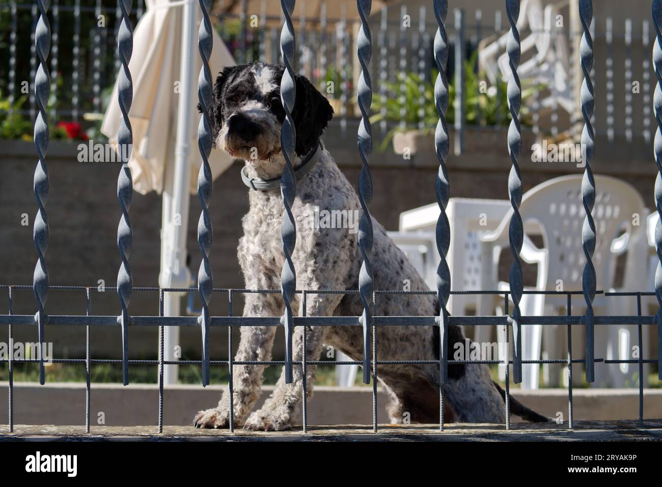 un cane curioso dietro a una ringhiera Banque D'Images