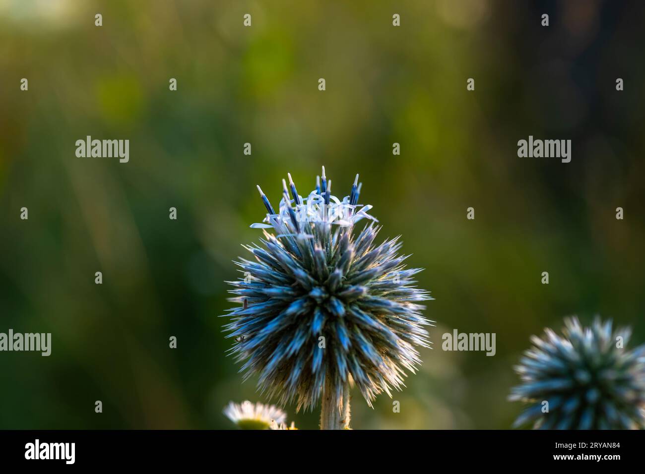 Echinops sphaerocephalus, glandulaire globe-chardon, grand globe-chardon ou globe-chardon pâle dans la prairie au coucher du soleil dans les rayons du soleil parmi les herbes médicinales Banque D'Images