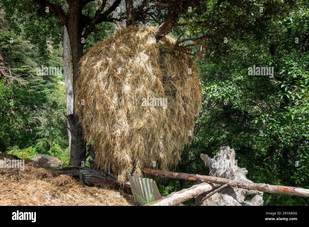 Terres agricoles rustiques dans l'Himachal Pradesh, Inde : meule de foin sur une branche d'arbre. Scène agricole et rurale Banque D'Images